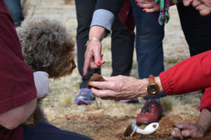 Macenmist Lagotto Fahren checks out the truffle