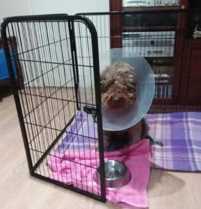 Fahren in the cone of shame