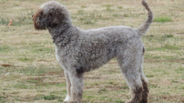 Photo of Tawdiffu, groomed and ready to hunt