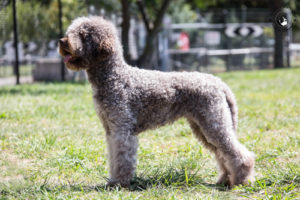 Australain Champion Amicileale Emilia Cesena (Tawdiffu)