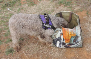 Tawdiffu found something in the bag!