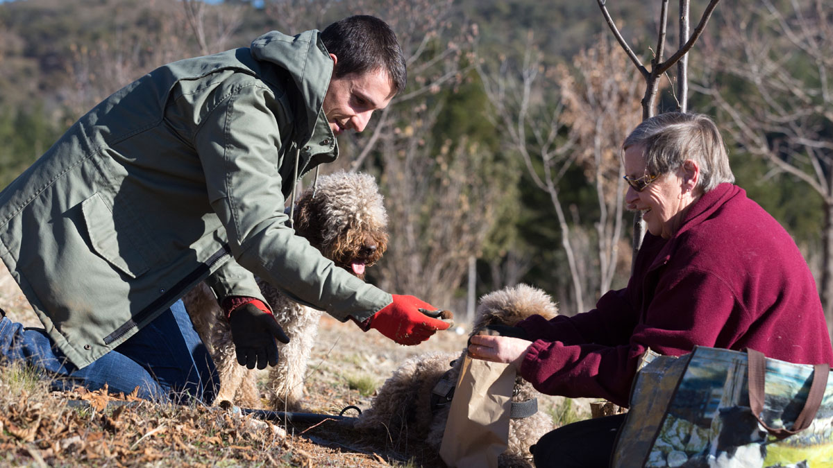 Photo of a truffle being excavated