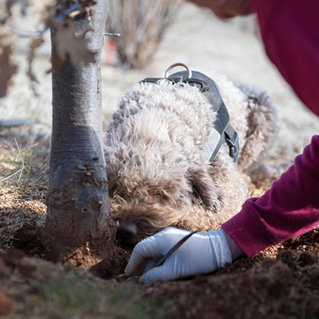 Lagotto Romagnolo Fahren patiently waits while truffle is dug up