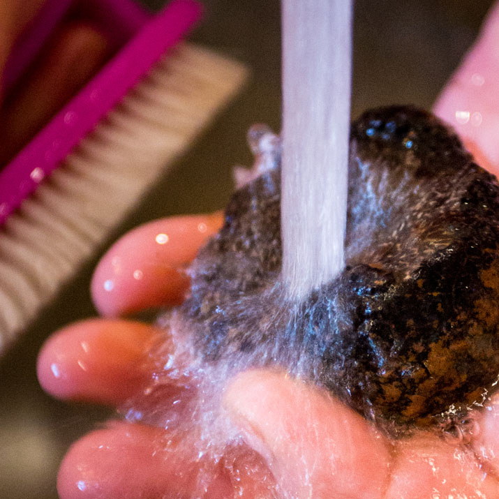 Photo of a truffle being cleaned