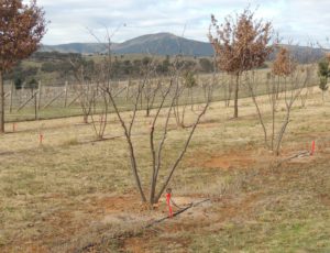 Pruned hazelnut trees