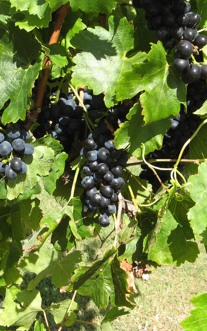 Shiraz Grapes